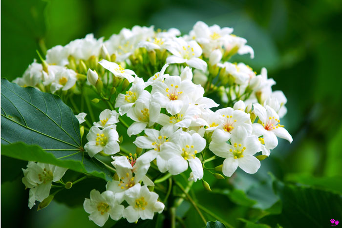 桐花